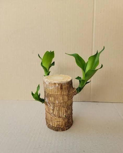 Lucky Wood, Mini Home Plant